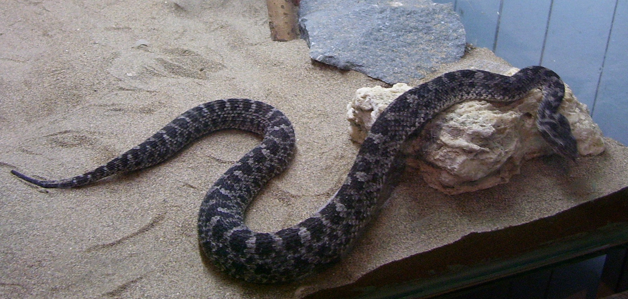 B pictus 2.jpg [582 Kb]